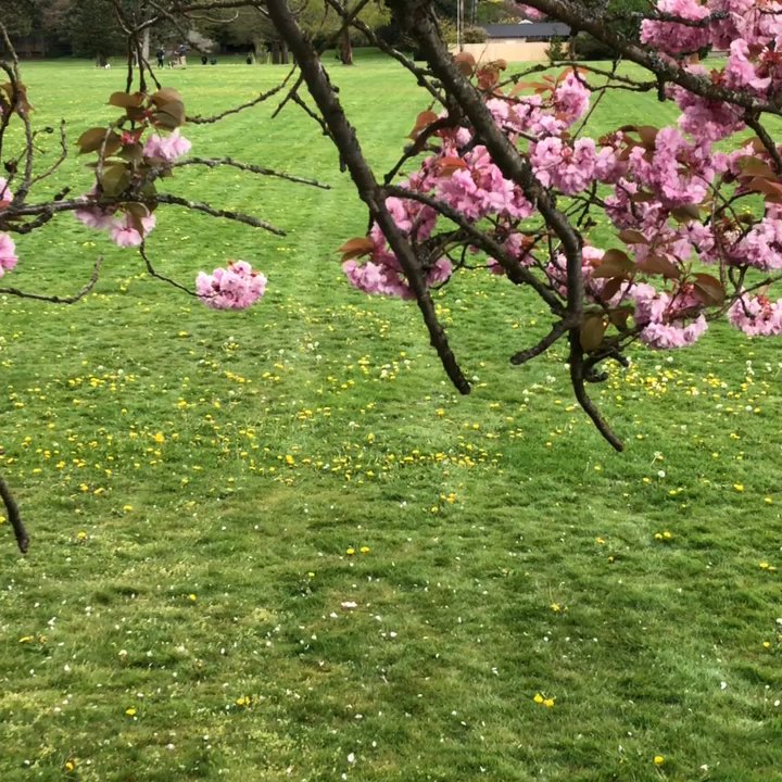 Jefferson Park - Cherry blossoms ! - Parks Near Me - Tacoma, Washington