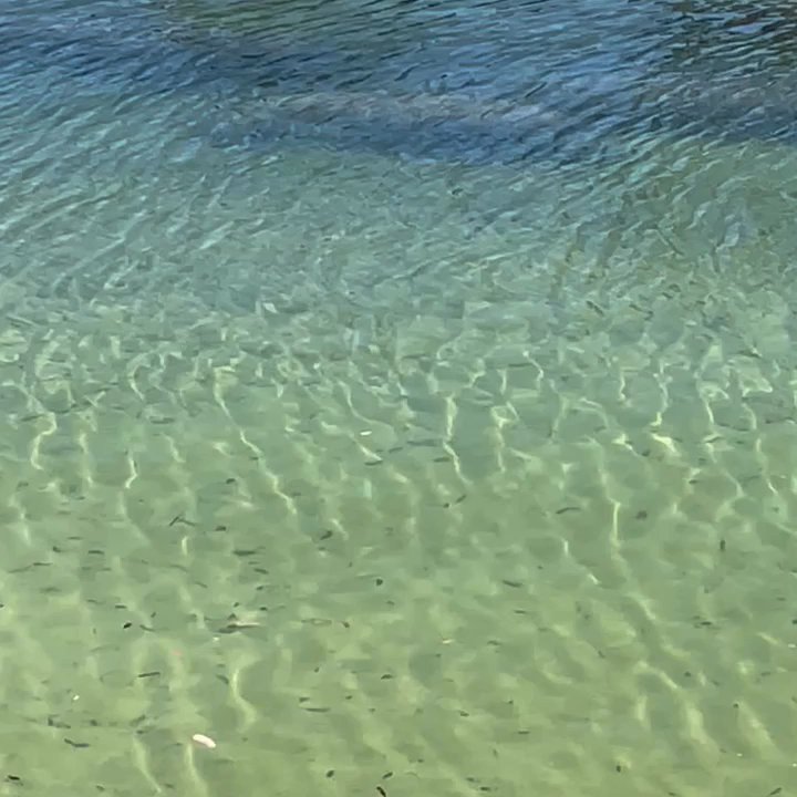 Upper Deck - Not only is the food delicious, you might get to see Manatees swim past you! - Sports Bars Near Me - Weeki Wachee, Florida