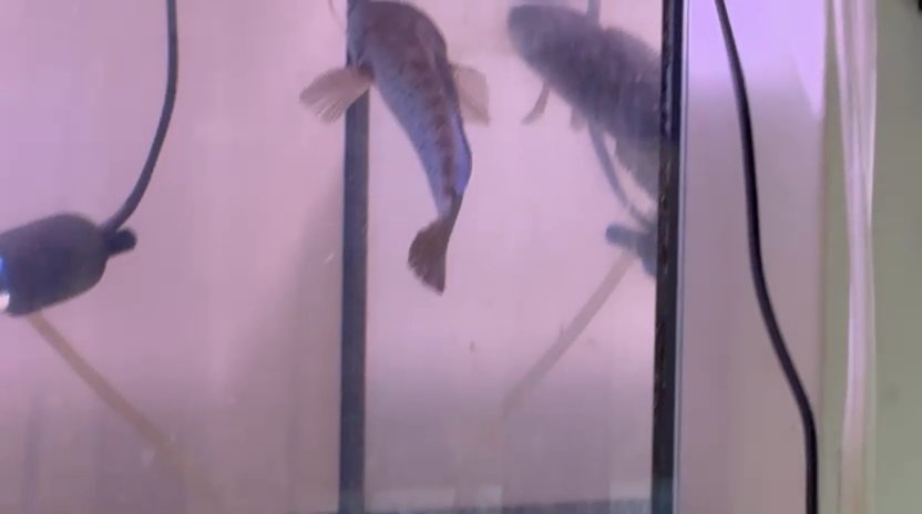 Channa sp.