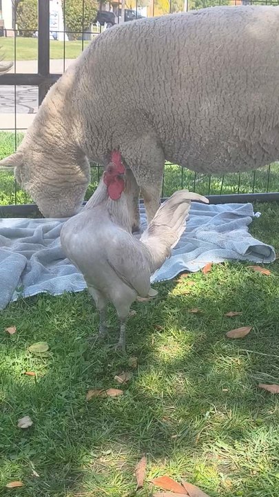 Itty Bitty Mobile Petting Zoo - Petting Zoos Near Me