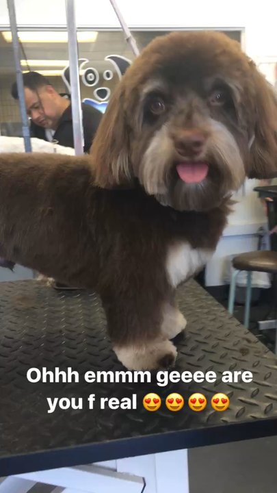 Dogs Etc - Ohhh emmm geee... - Pet Groomers Near Me - Newhall, California