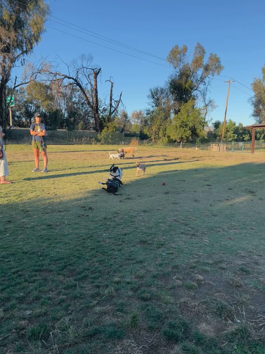 Watson Park - my frenchies love this park!most friendly dogs& owners!  yes there is a few bad apples, just like anywhere but this is so well maintained! - Dog Parks Near Me - San Jose, California