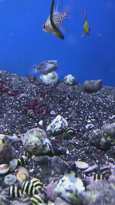 Elmer's Aquarium - Fish are always very lively and healthy.. I never have to worry about the fish dying on the way home honestly great!! - Aquarium Services Near Me - Monroeville, Pennsylvania
