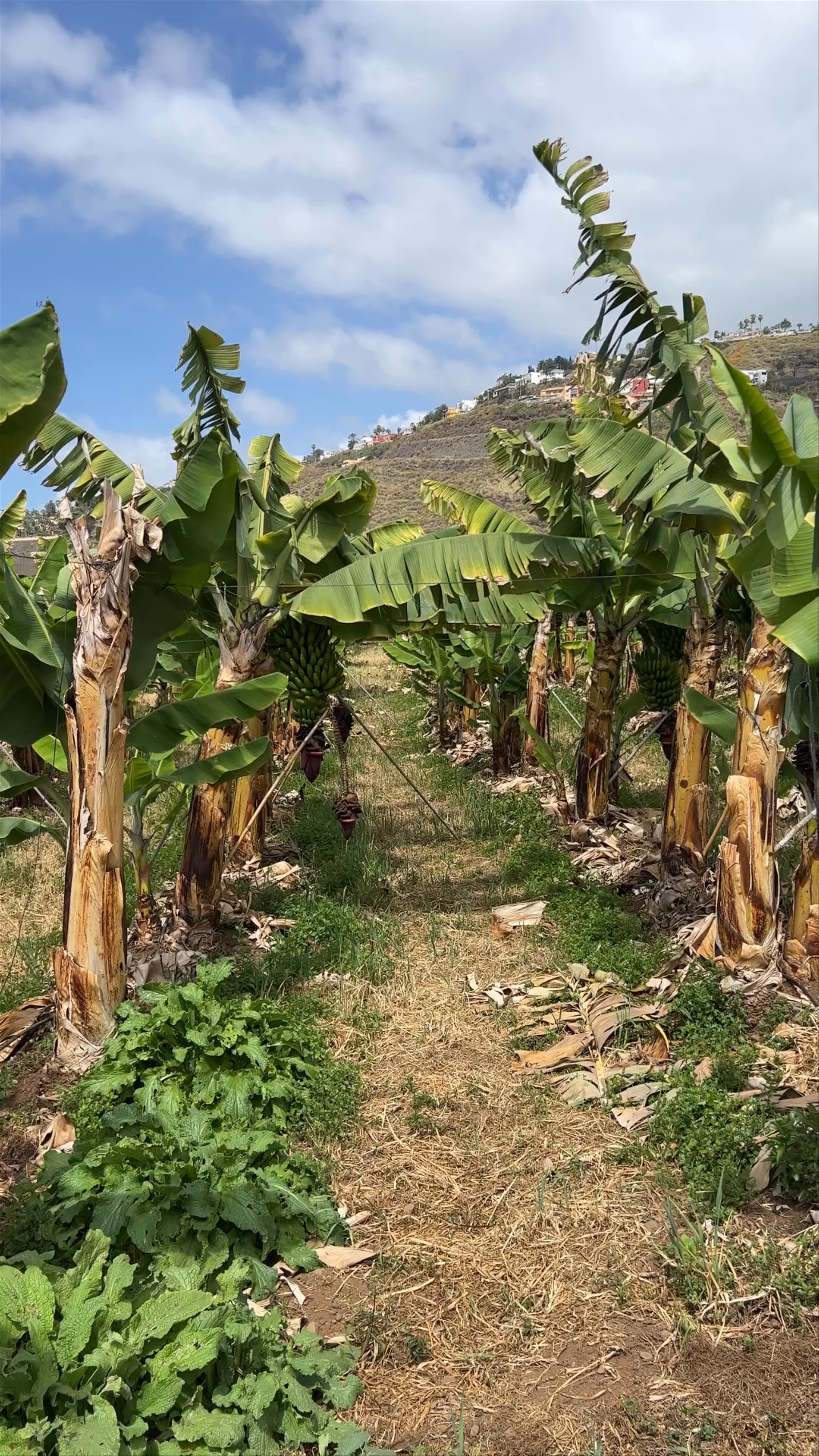 Banana ECO Plantation Tour in La Orotava, Canary Islands