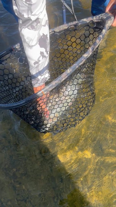 Down 2 Fish - Catch and release - Fishing Near Me