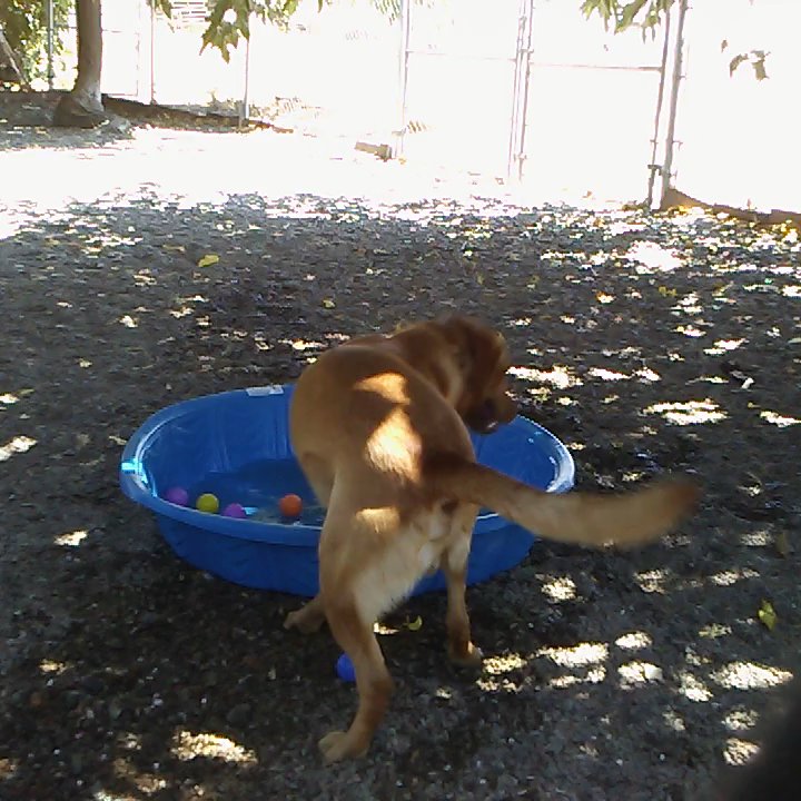Allen's Pet Resort - Pet Training Near Me - Lodi, California