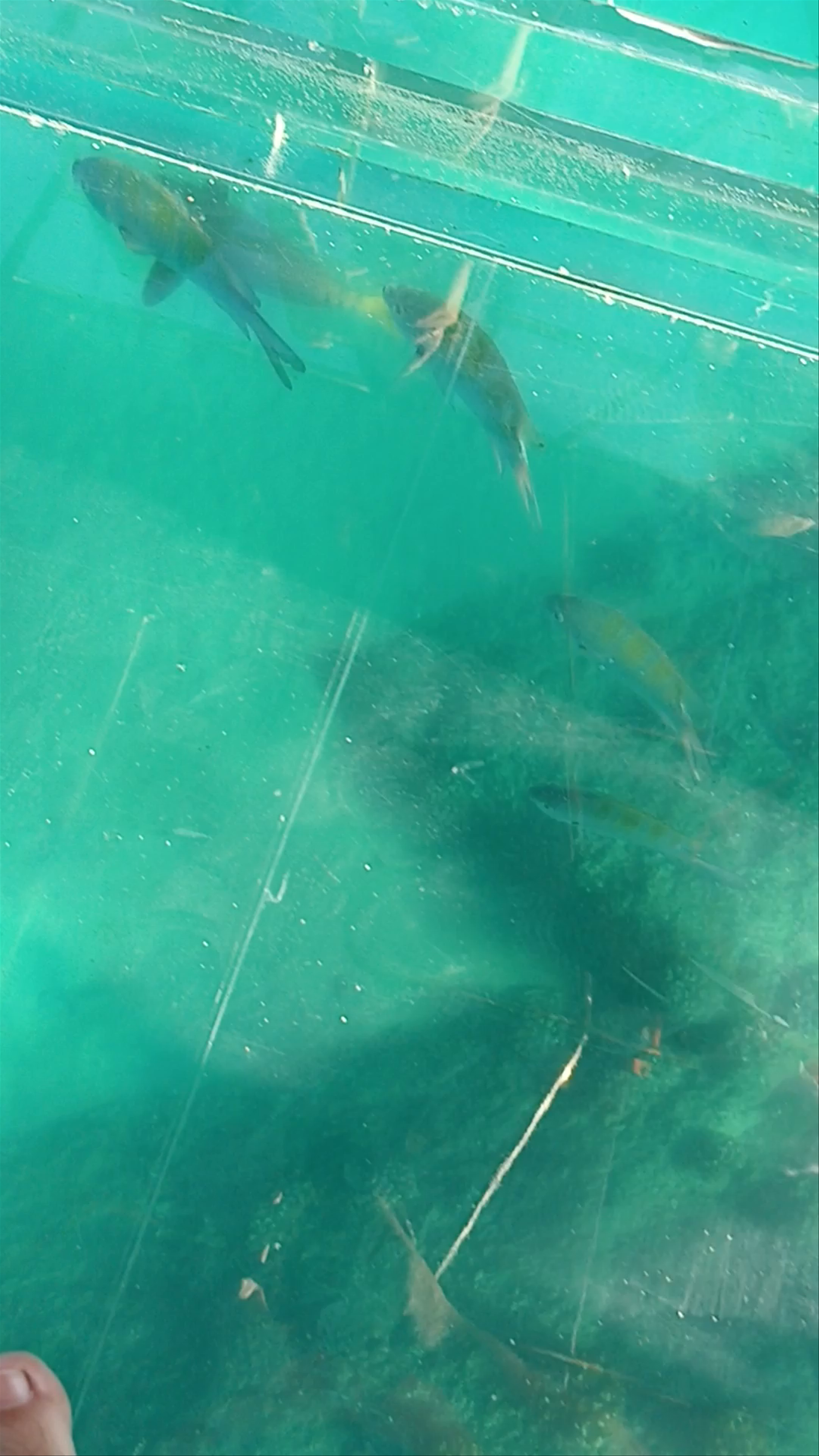 Underwater Glass-Bottom Boat Tour in Cabo San Lucas