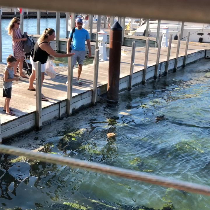 The Keys - Feeding the ducks - Caribbean Near Me - Put-in-Bay, Ohio