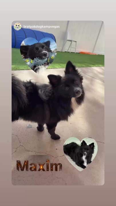 Bratpak Dog Kamp - My baby boy LOVES this place! We cannot be happier with the care and love they show him. I'm so thankful to have found this place! - Pet Training Near Me - Henderson, Nevada