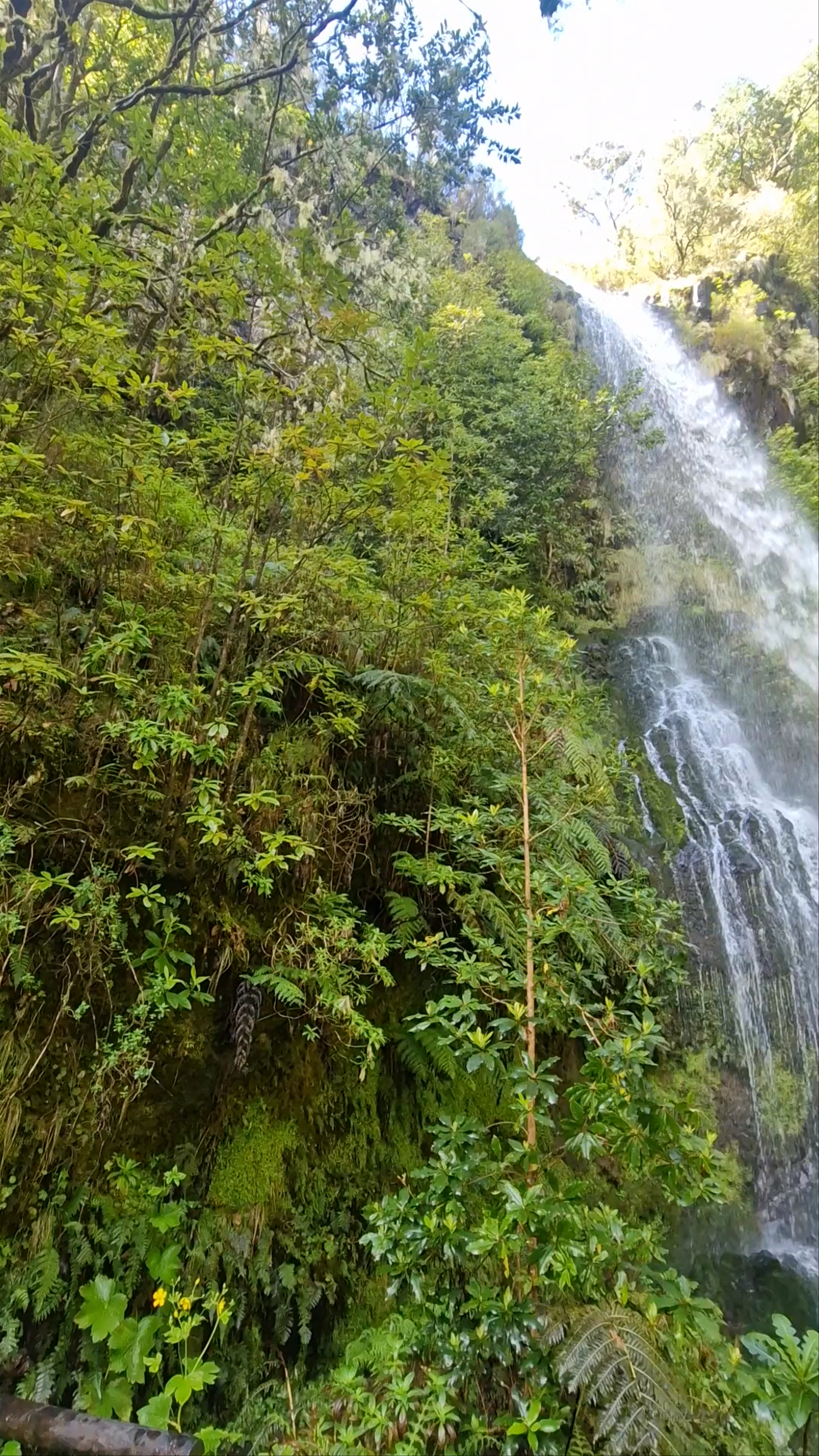 Levada do Caldeirão Verde PR9