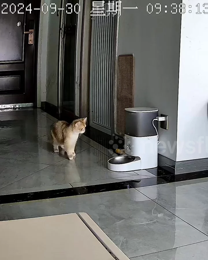 Chinese cat startled by feeder Buy Sell or Upload Video Content with Newsflare