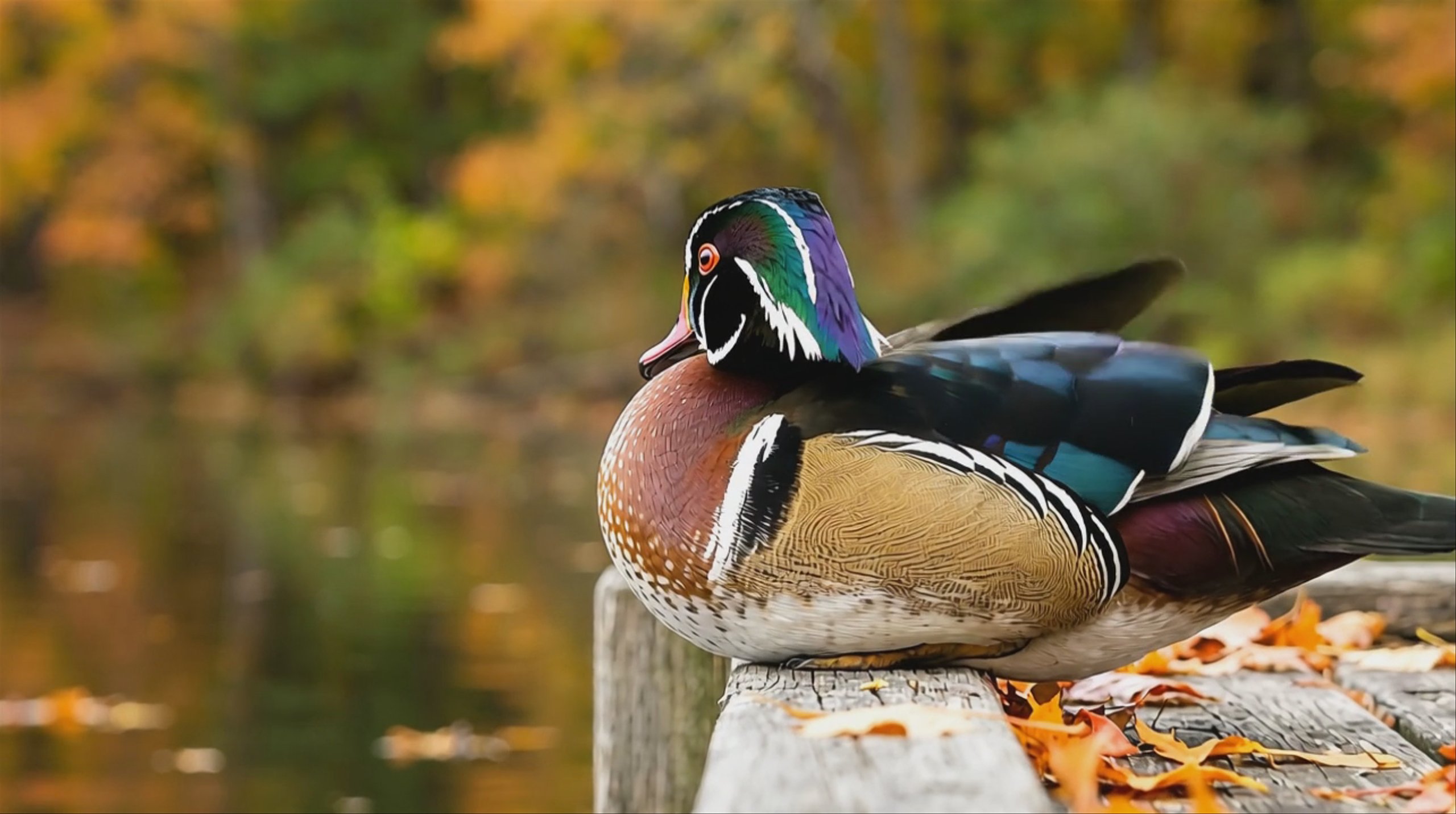 A side profile of a colorful male wood duck resting on a wooden dock covered in orange autumn leaves. The background shows a calm lake reflecting the warm fall colors of the surrounding trees. This 1284x718 video was generated using the Happy Horse model.