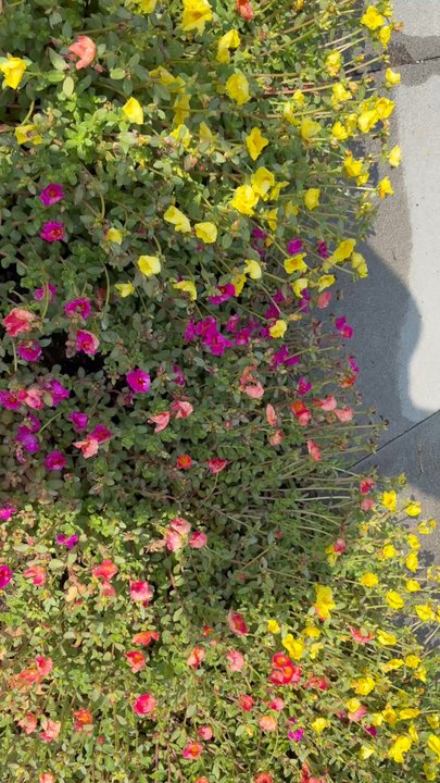 Elements At Viridian - Flowers around the walk - Community Centers Near Me - Euless, Texas