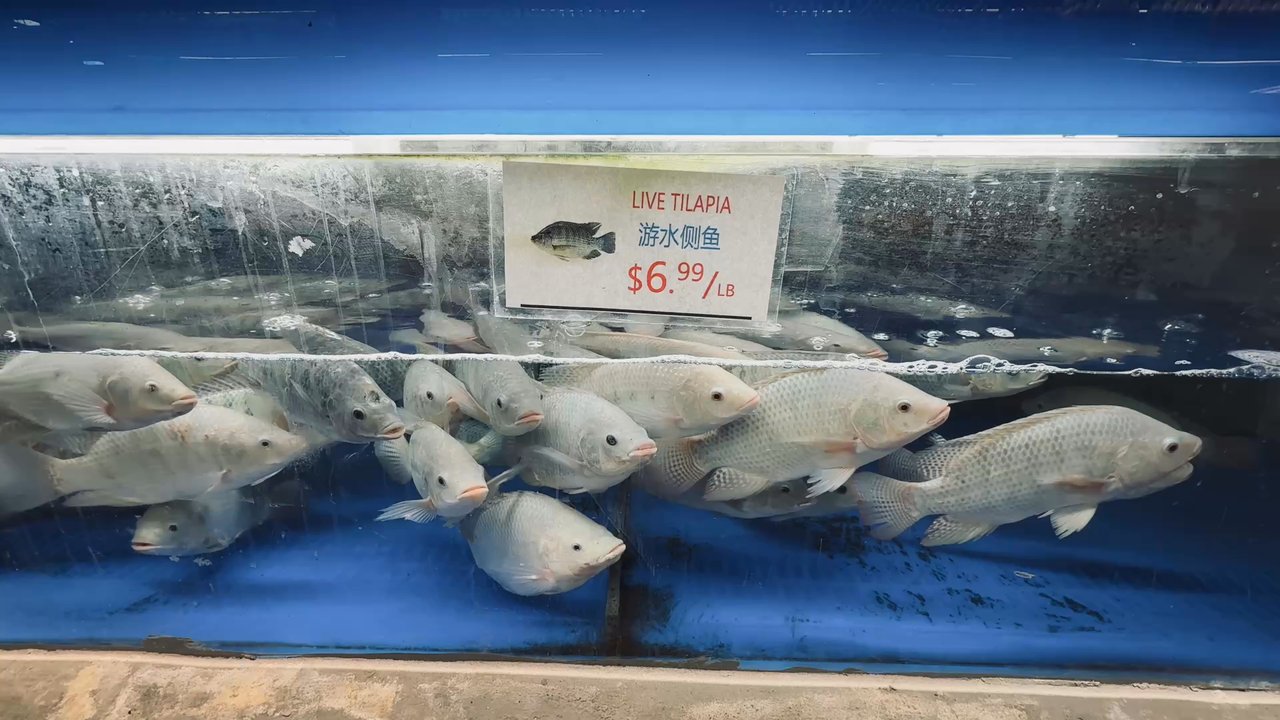 G Mart - Live Tilapia - Grocery Near Me - Hackensack, New Jersey