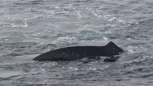 Humpback whales in Antarctica animated gif