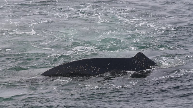 Humpback whales in Antarctica poster