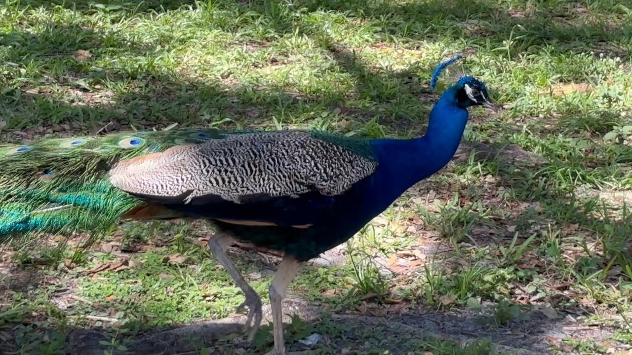 Flamingo Gardens - The peacock struts down the path - Botanical Gardens Near Me - Davie, Florida