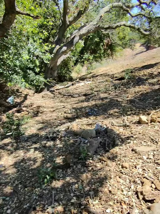 BioScapes Treecare - Once all the brush was removed we had a lot of space under the trees - Landscaping Near Me - Union City, California