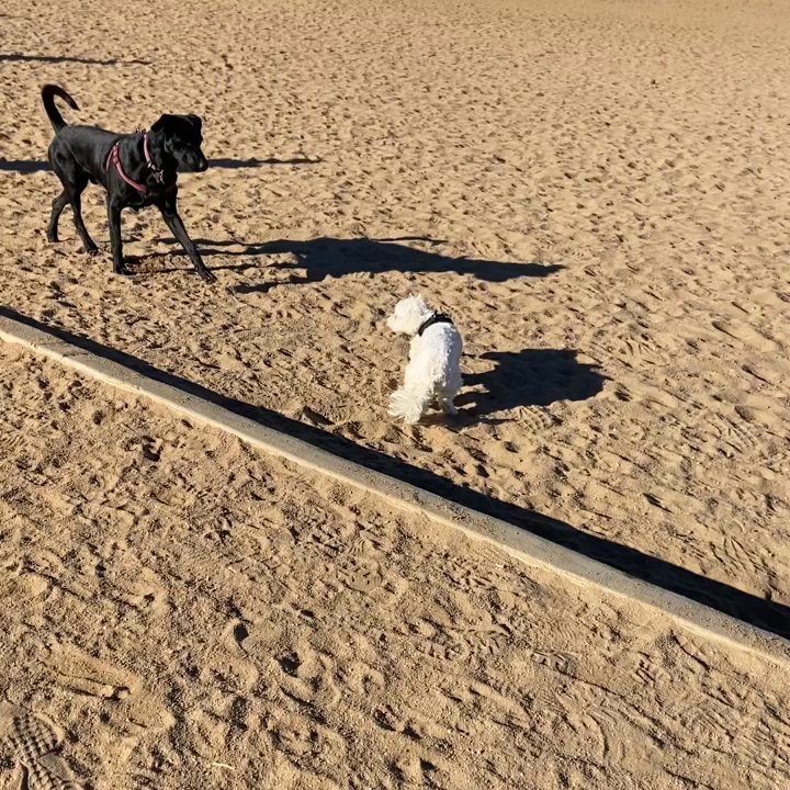 Stapleton Dog Park - Dog Parks Near Me - Denver, Colorado