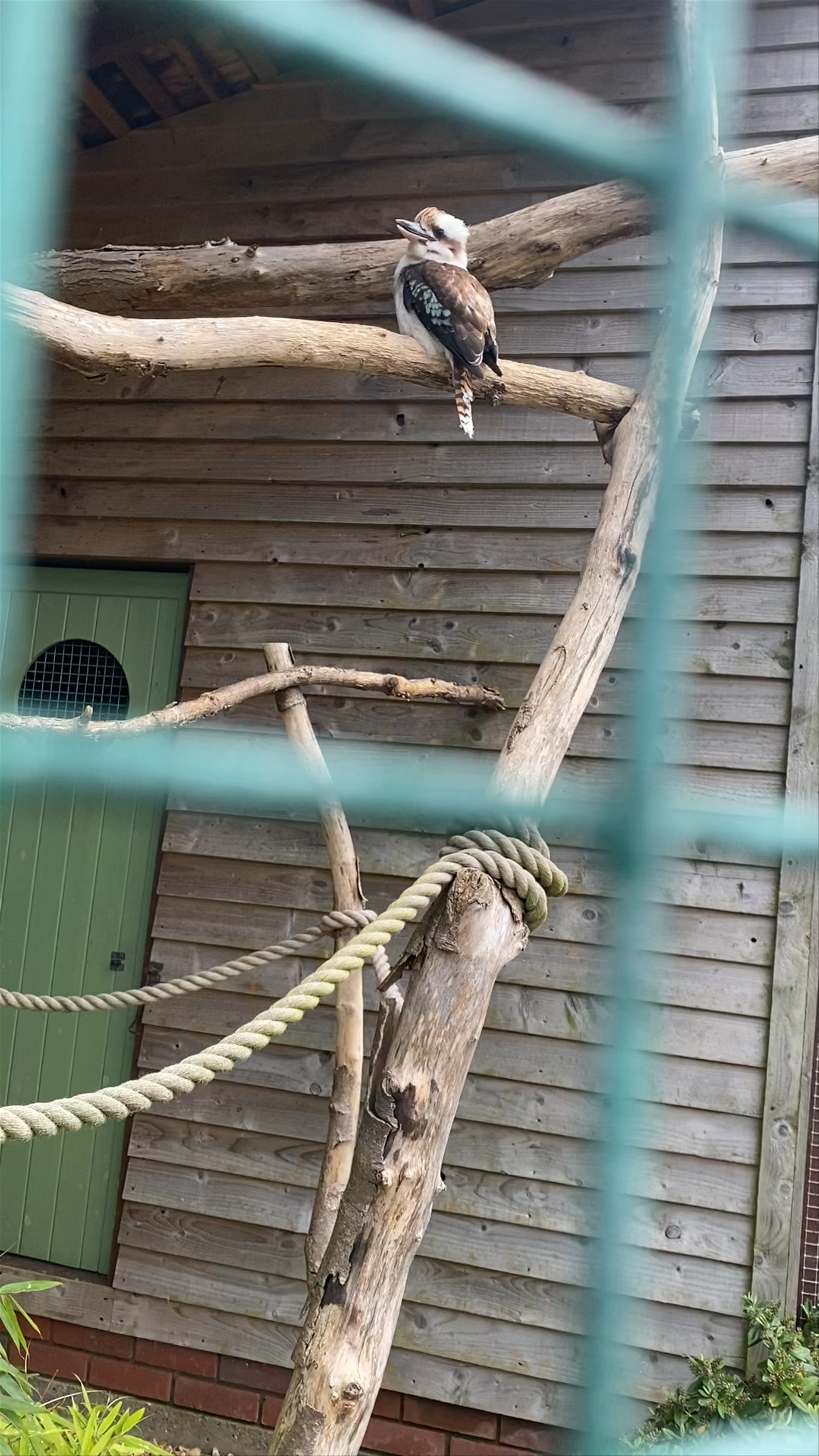 Monkey Haven: Up-Close Primate Encounters in Newport, UK