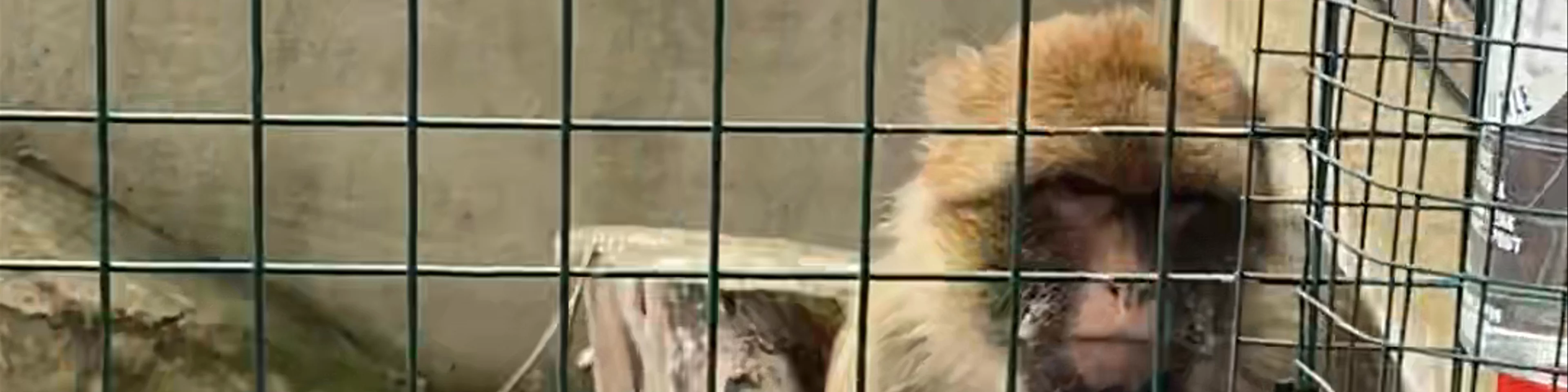 Monkey Haven
