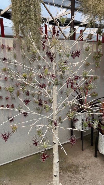 Airplant Alchemy - Airplant Christmas Tree - Home & Garden Near Me - Carpinteria, California
