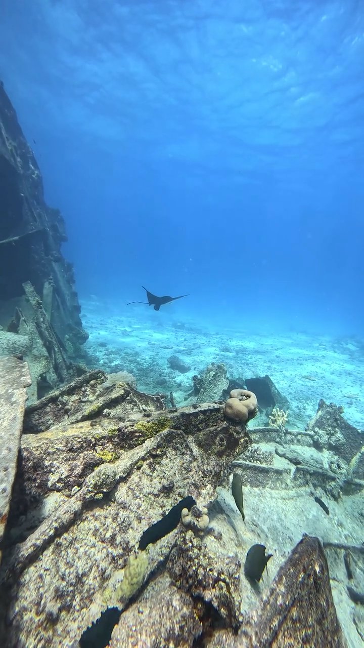so peaceful
🎥 JUN HO LEE · Pexels
#ocean #underwater #marinelife #nature #relax