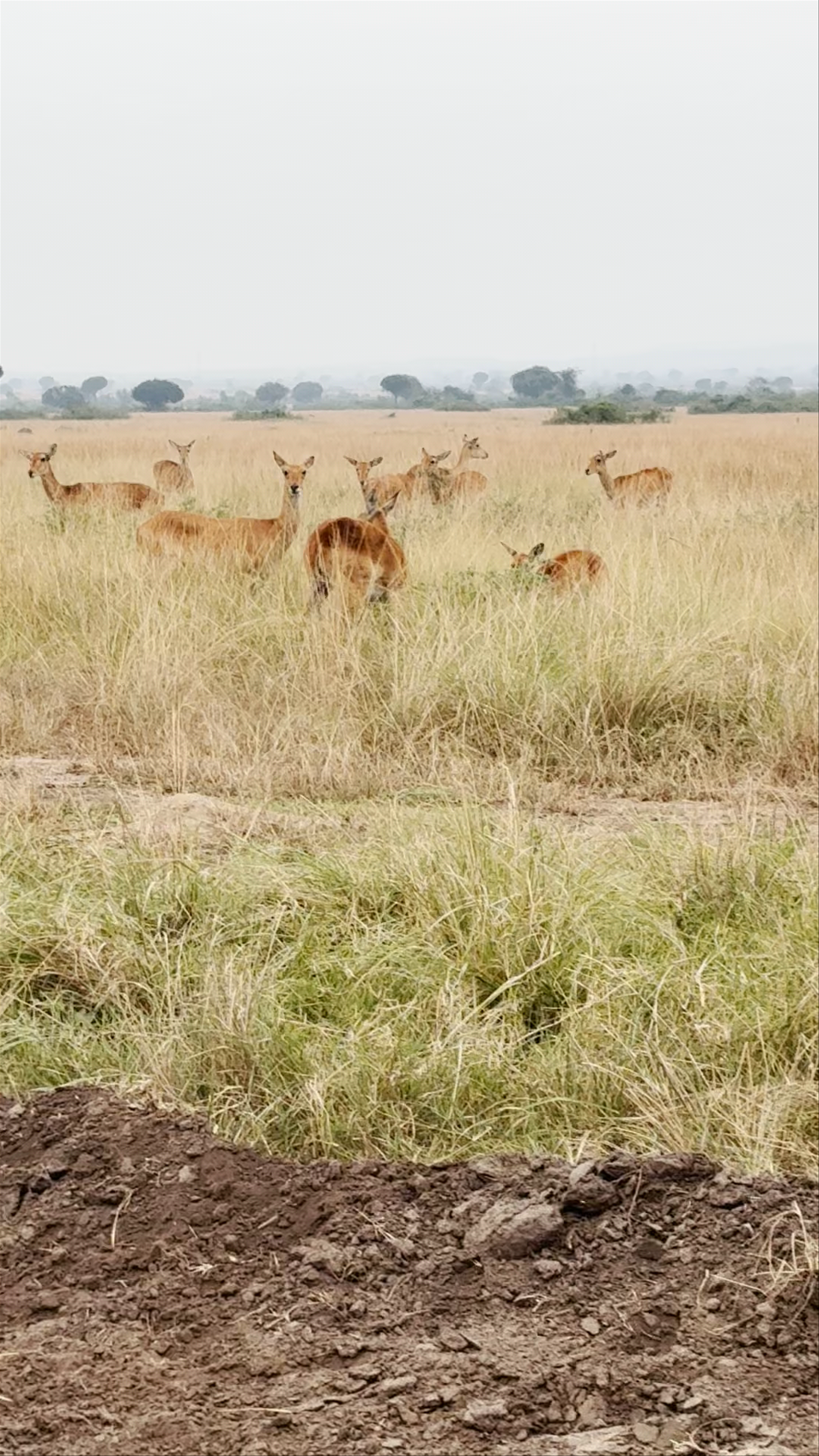 Queen Elizabeth national park