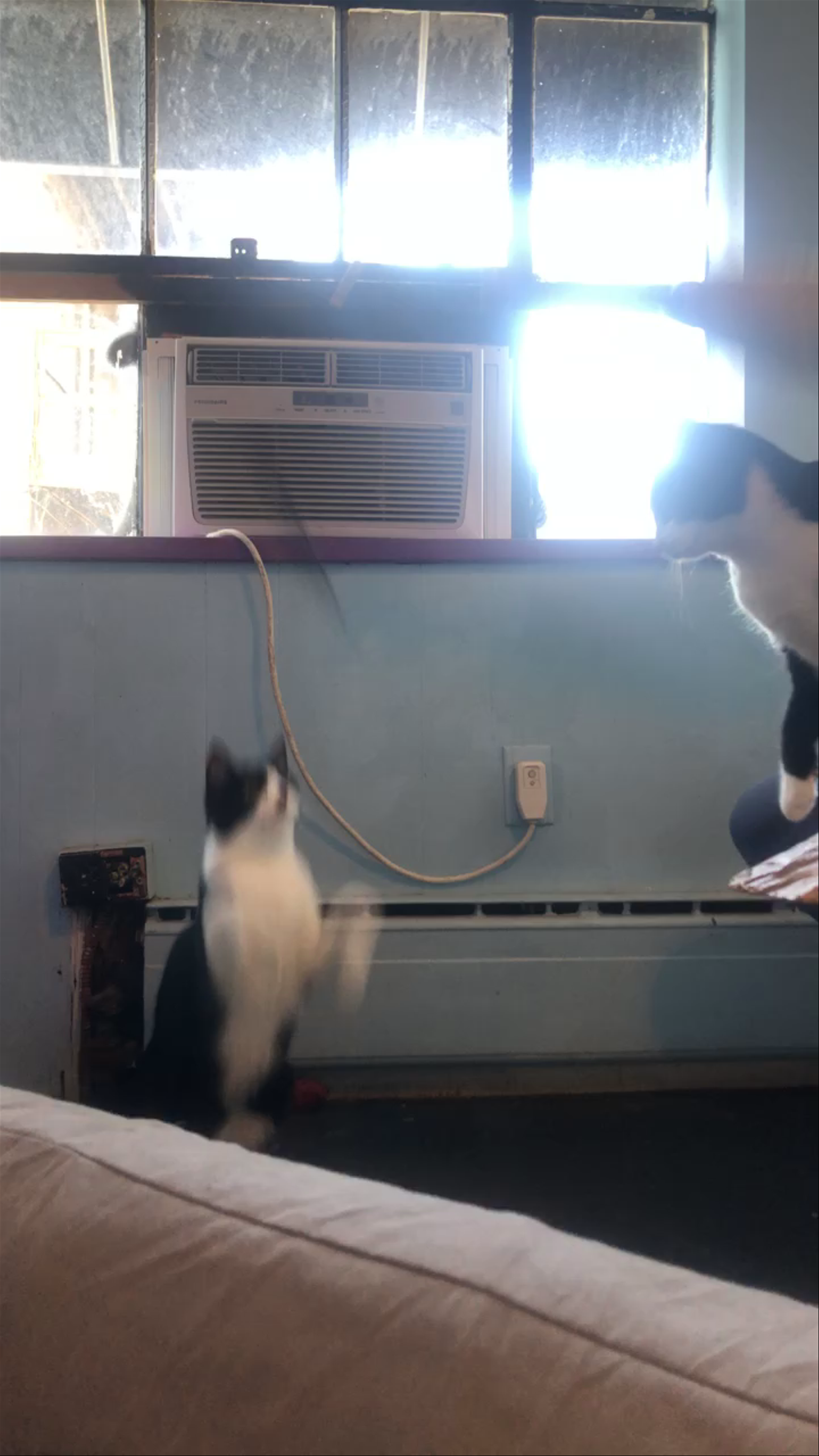 Alley Cat Cafe