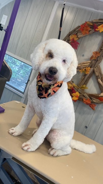 Nomadic Grooming - Nomadic grooming is amazing 10/10 - Pet Groomers Near Me