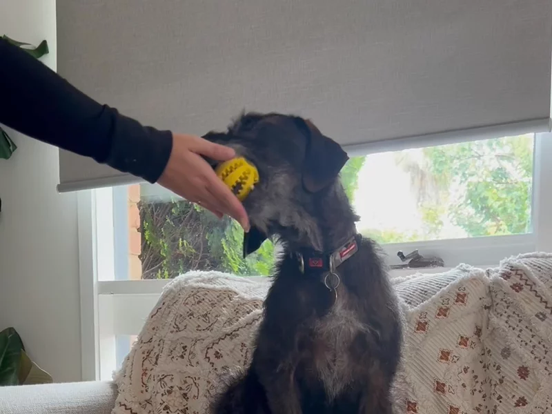 Dog treat balls