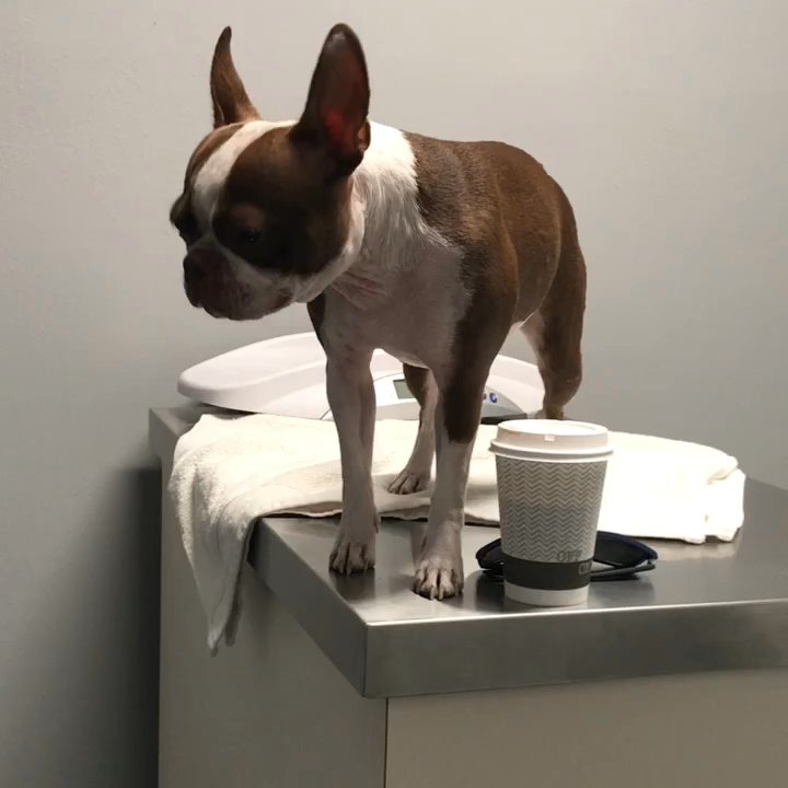 Petsadena Animal Hospital - Again daddy "yes cause i love you. - Veterinarians Near Me - Pasadena, California