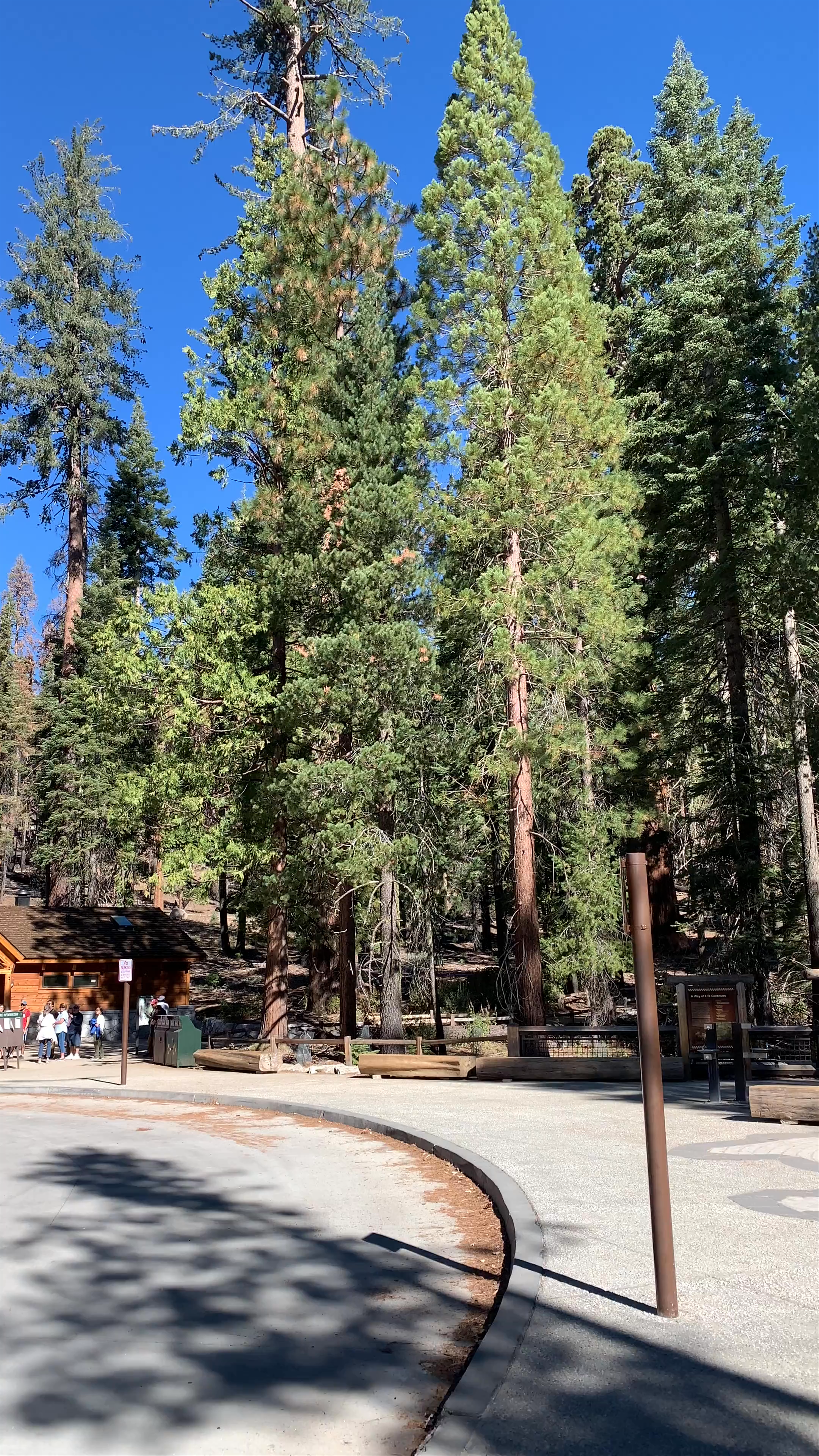 Mariposa Grove: Ancient Giant Sequoias in California's Yosemite National Park