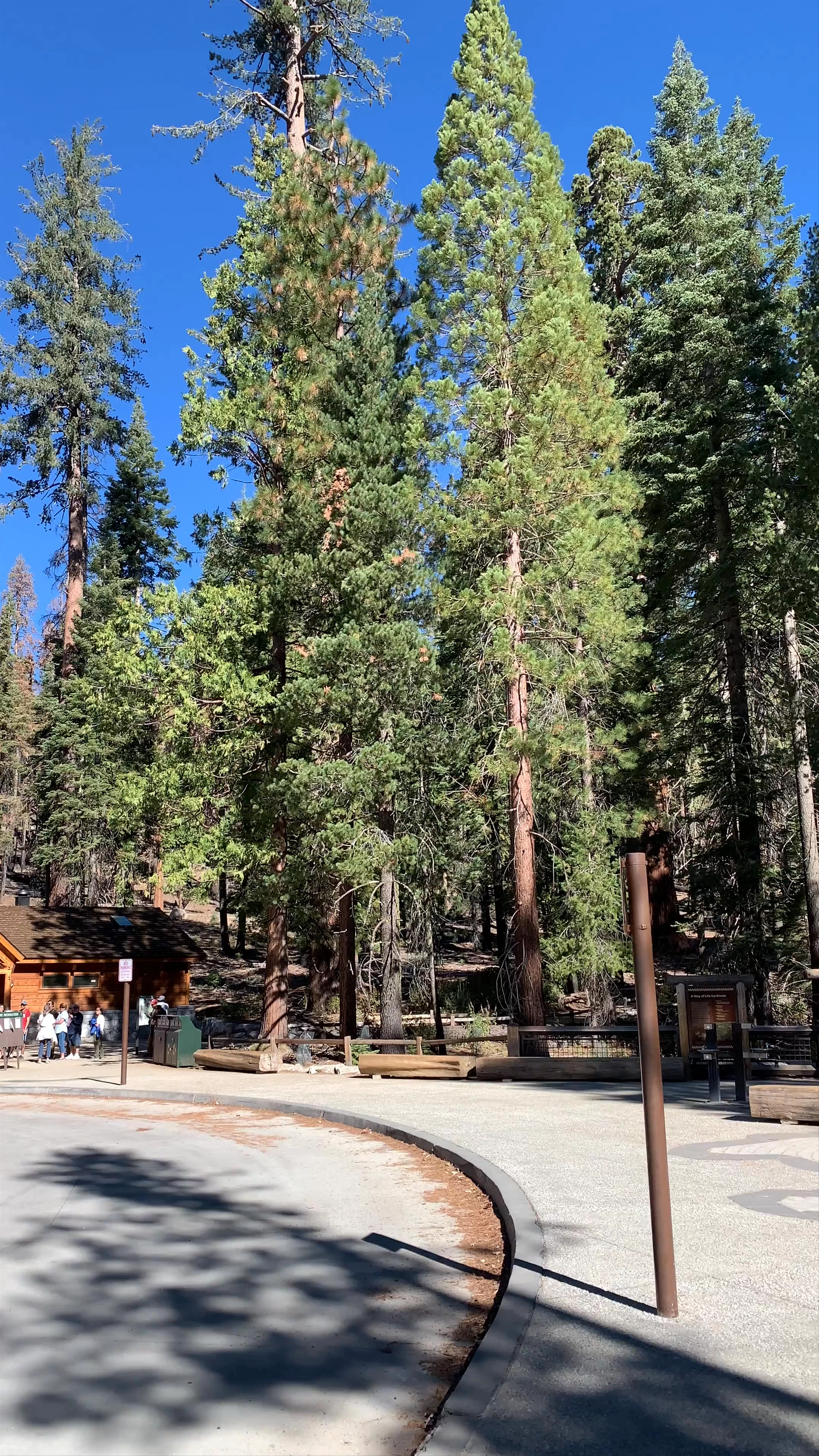 Mariposa Grove