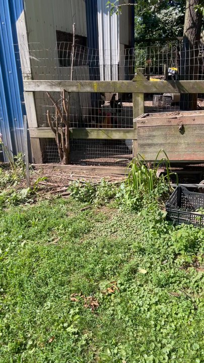 Burek Farms - This is a live video of the chickens at Bureks - Farmers Market Near Me - La Porte, Indiana