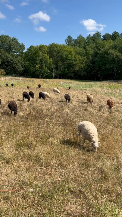Ponyhenge - Go across the road & see the sheep grazing in the grass & saying Baaah! @ Ponyhenge in Lincoln MA. - Local Flavor Near Me - Lincoln, Massachusetts