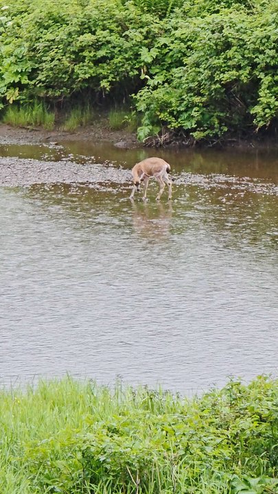 Icy Strait Point - Deer sighted during the Spasski River Valley tour - Travel Services Near Me - Hoonah, Alaska