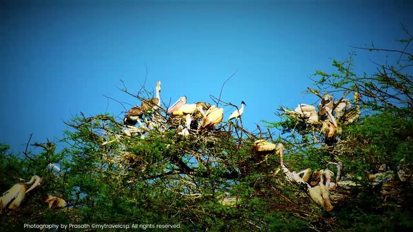 Photo of Vedanthangal Bird Sa
