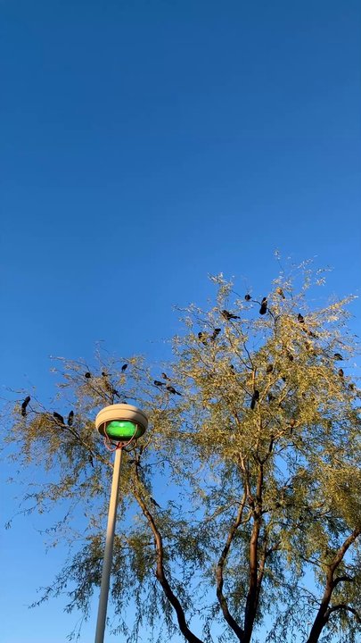 Frank Lloyd Wright Spire - Grackles shouting from all of the trees - Landmarks & Historical Buildings Near Me - Scottsdale, Arizona