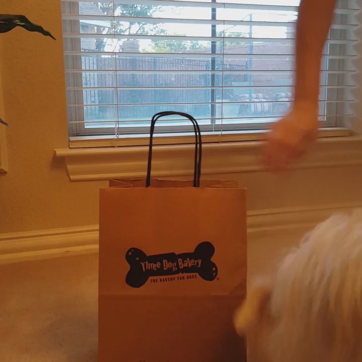 Three Dog Bakery - Lucy getting ready to enjoy some of her birthday gifts - Pet Stores Near Me - Fort Worth, Texas