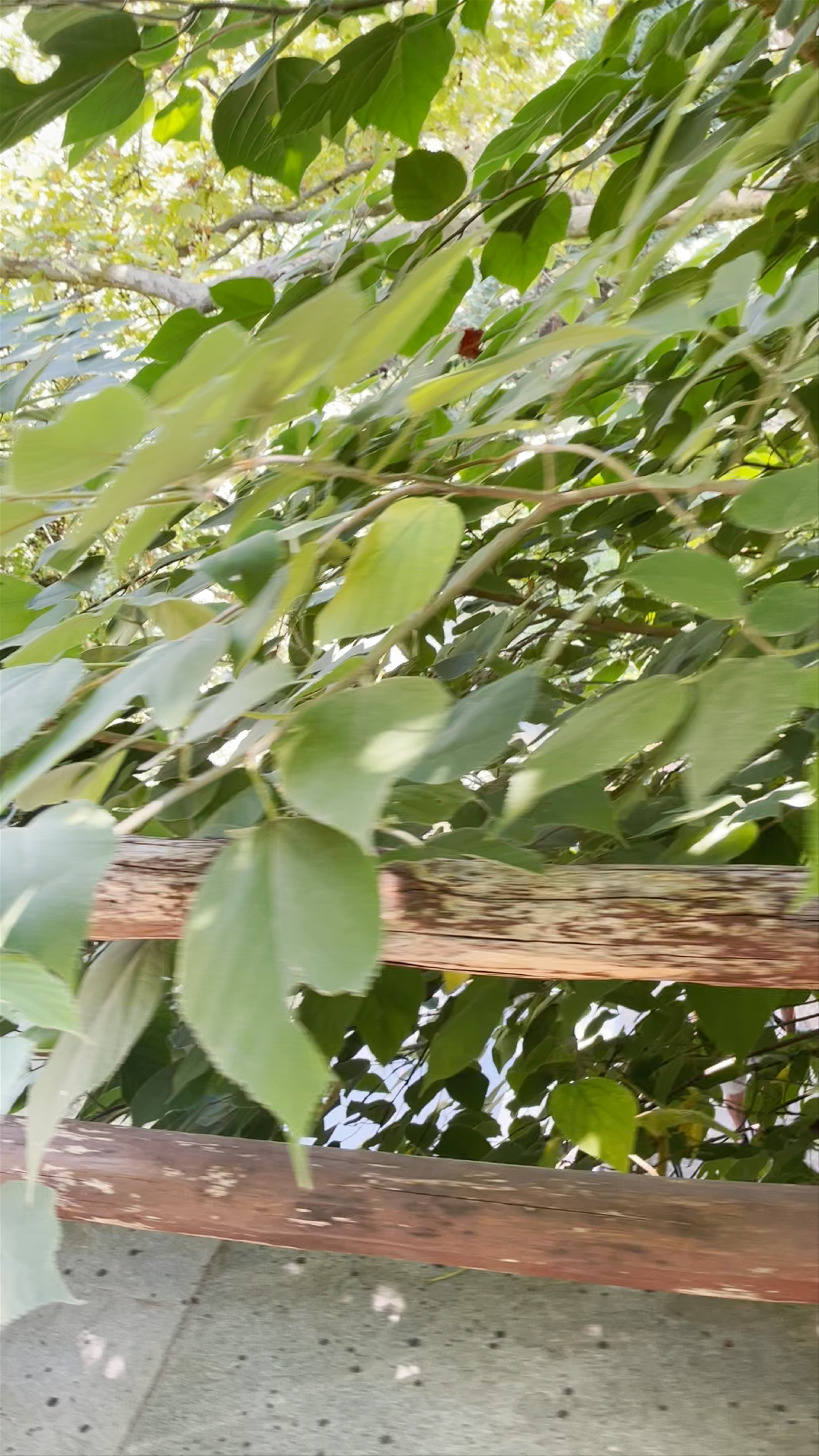 Nea Barbouta Restaurant: Riverside Dining Escape in Veria, Greece