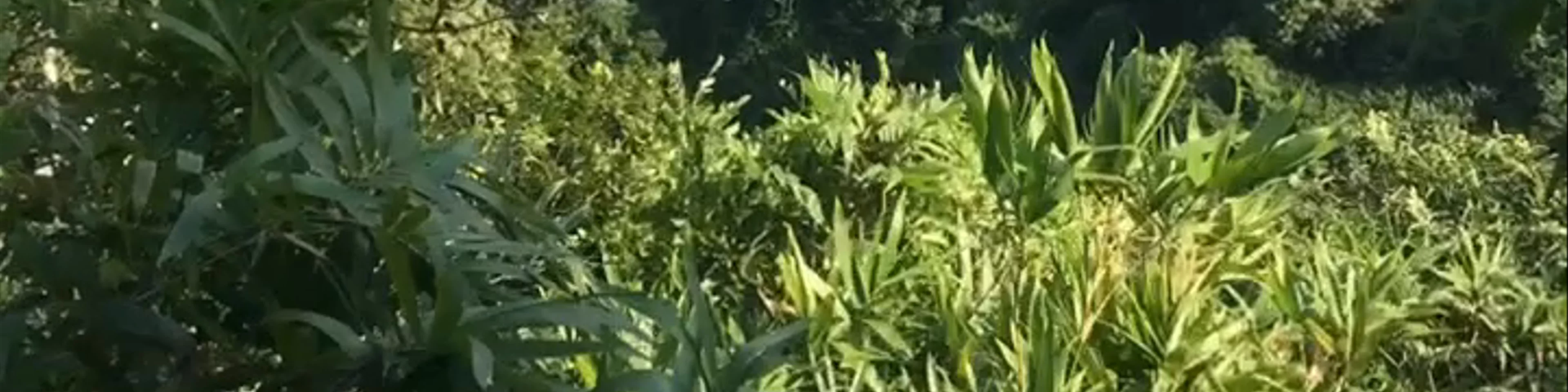 Đỉnh Ngự Lâm
