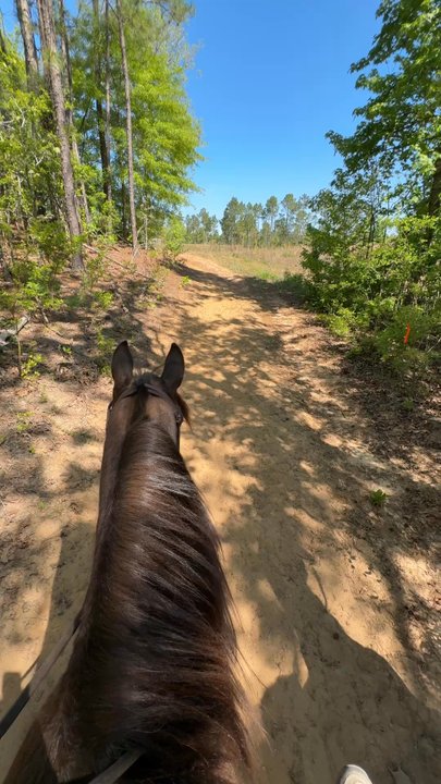 A Step Above Stables - Trail riding day 2 - Horseback Riding Near Me - Blairsville, Georgia