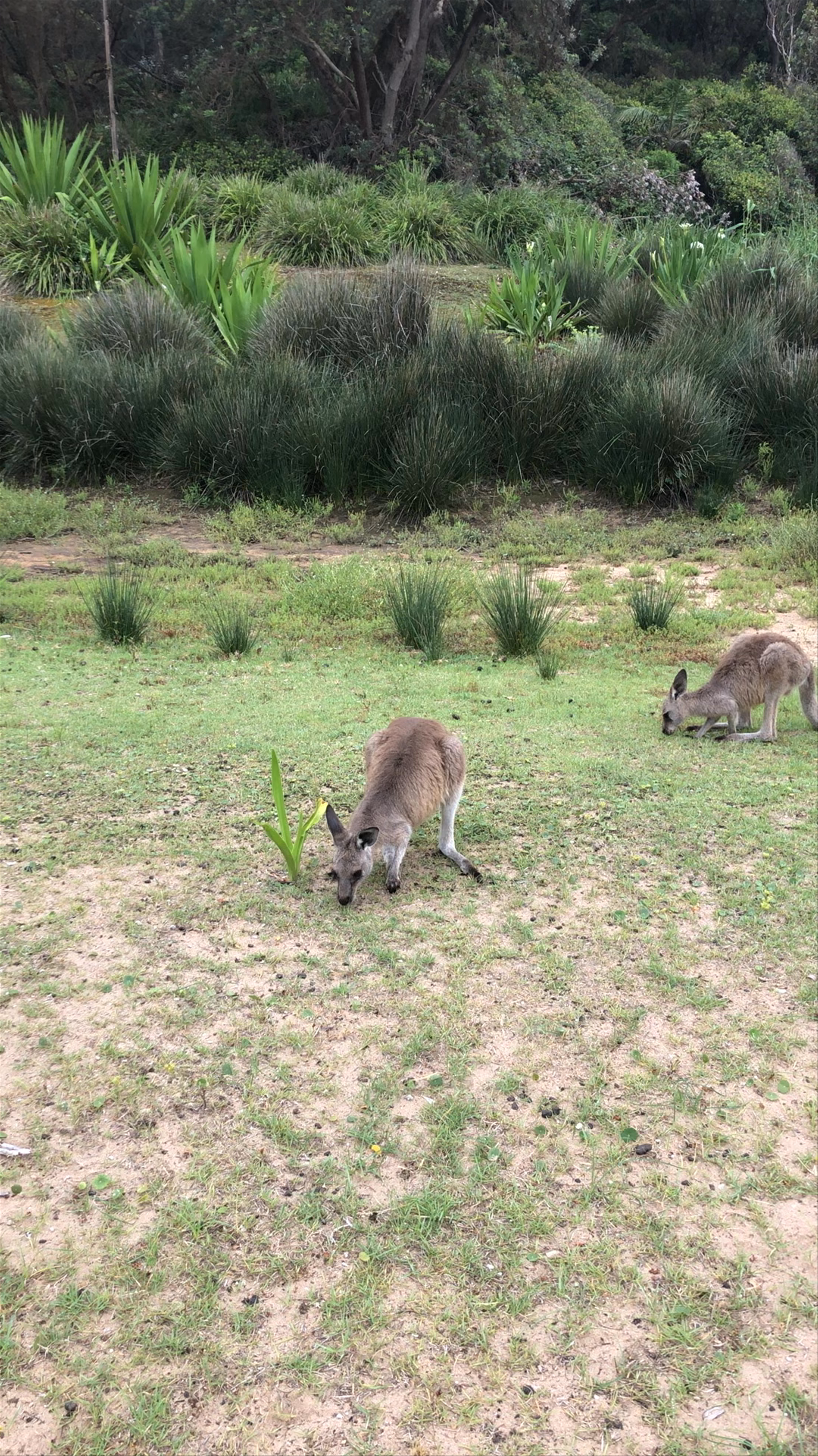 Pebbly Beach campground - Murramarang National Park