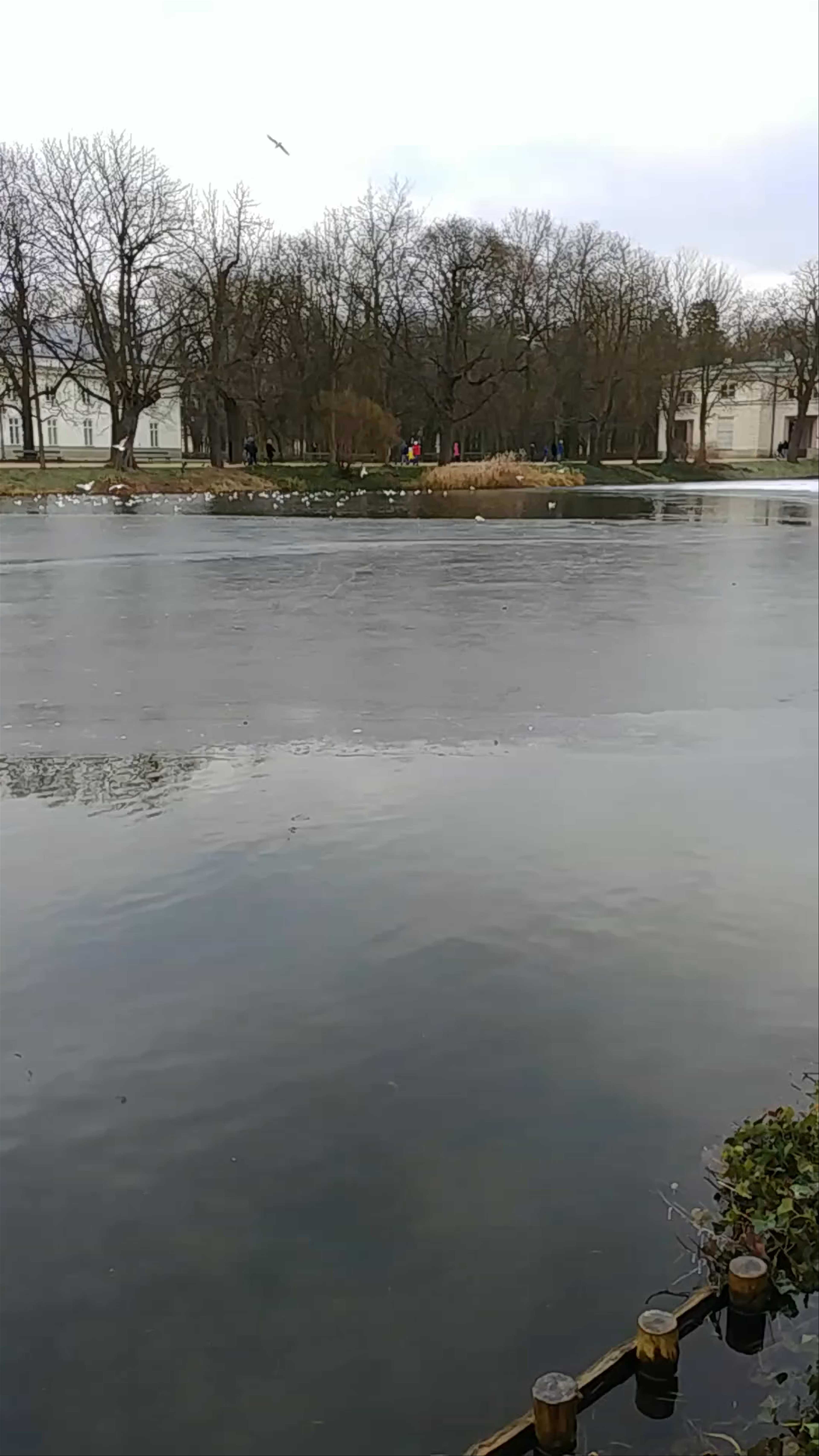 Winter Serenity at Park Szczęśliwicki, Warsaw