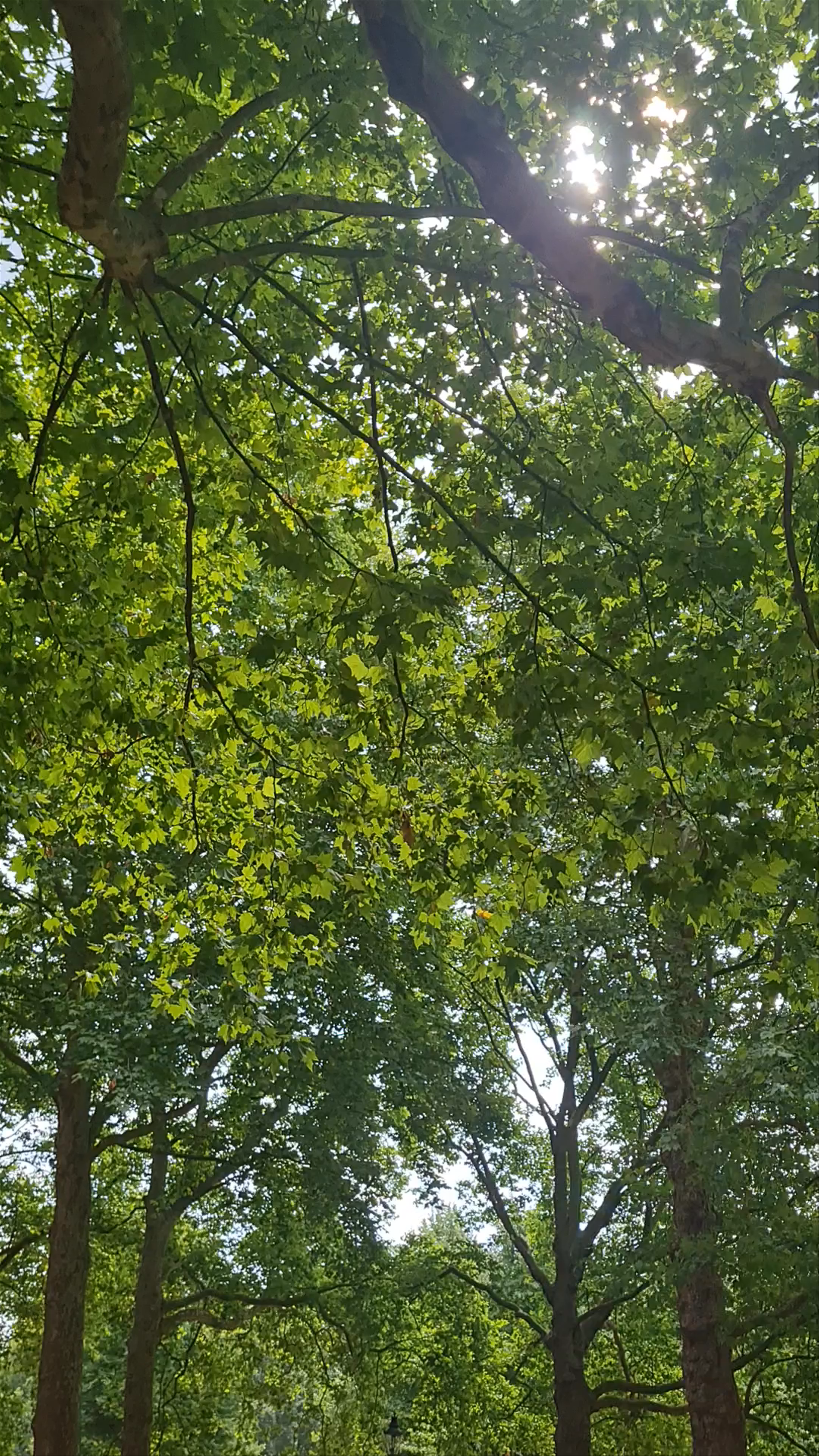 Green Park: A Serene Urban Escape in London