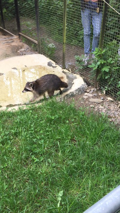 Wild- und Freizeitpark Westerwald - Amusement Parks Near Me - Gackenbach, RP