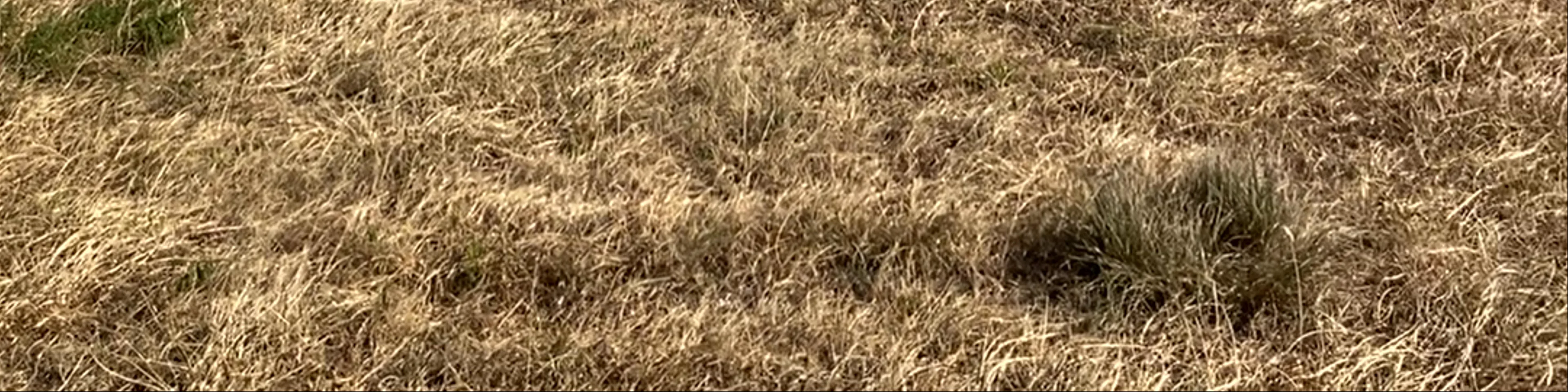 FFVL Landing Paragliding Doussard