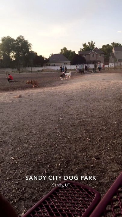 Sandy City Dog Park - Lots of big dogs! - Dog Parks Near Me - Sandy, Utah