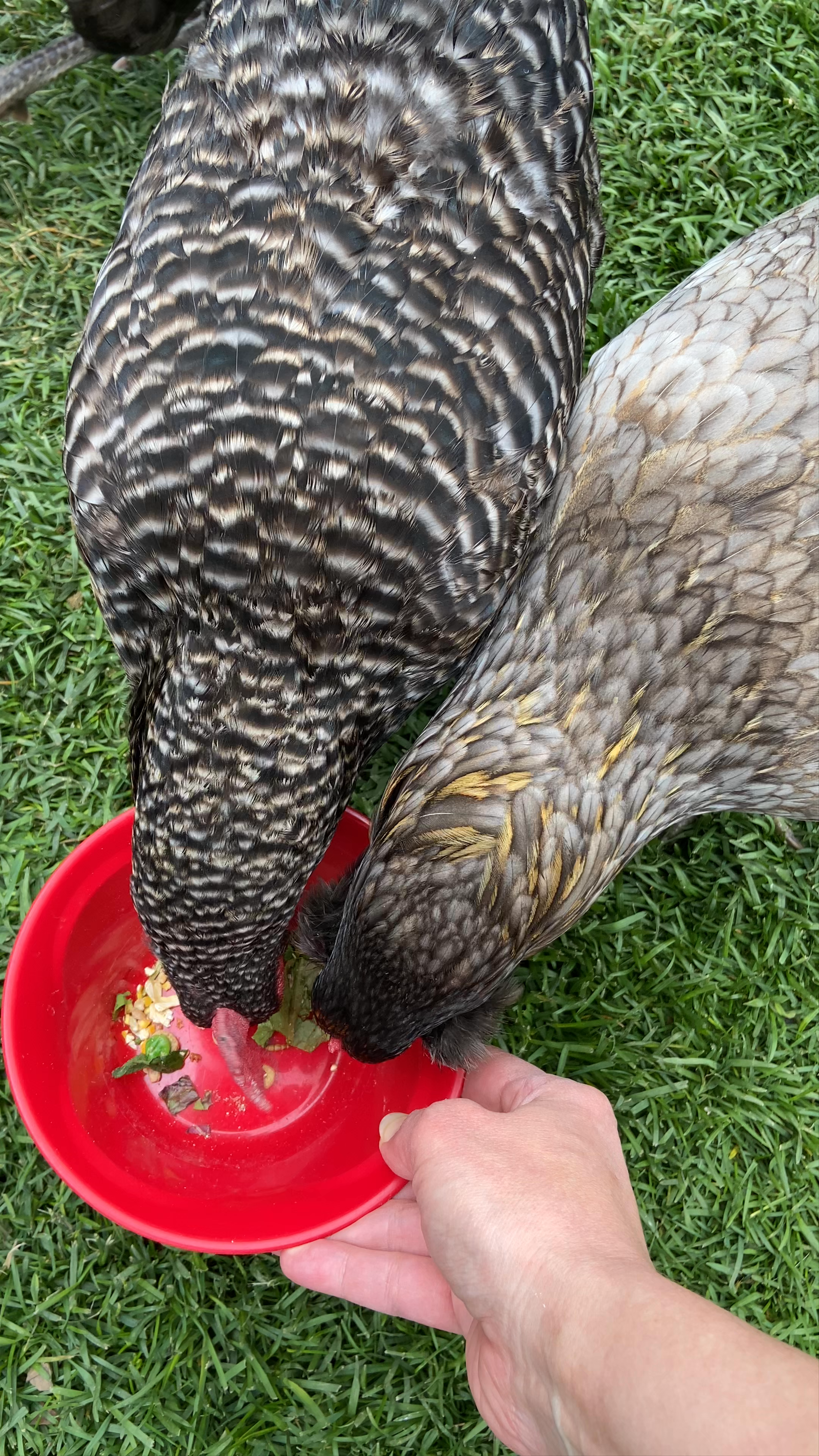 Leavenworth Reindeer Farm
